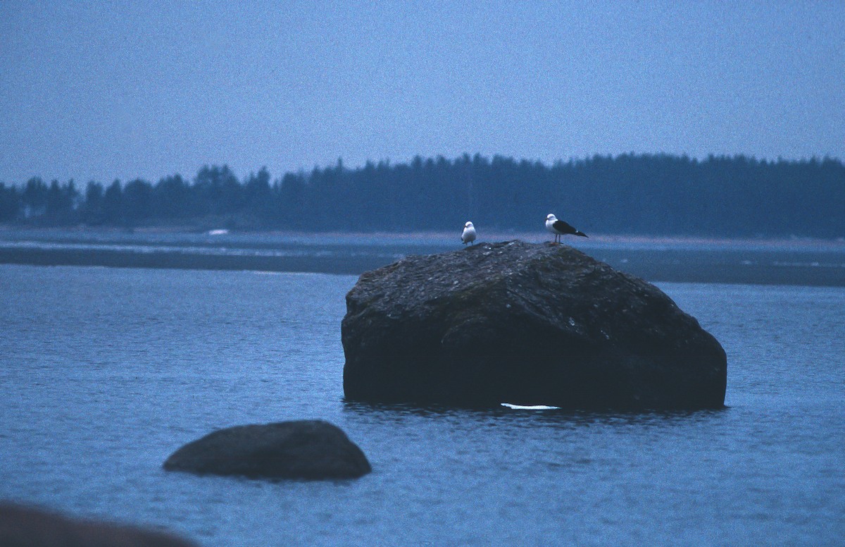 Lesser Black-backed Gull - Veikko Salo