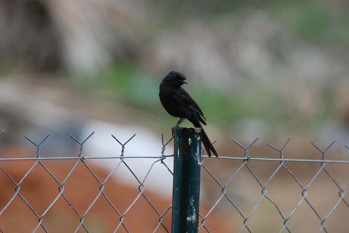 Fork-tailed Drongo - ML611489290