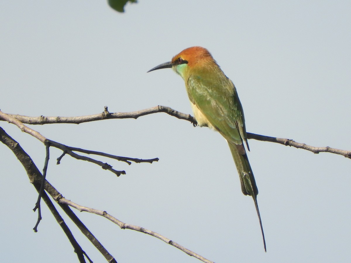 Asian Green Bee-eater - ML611489600