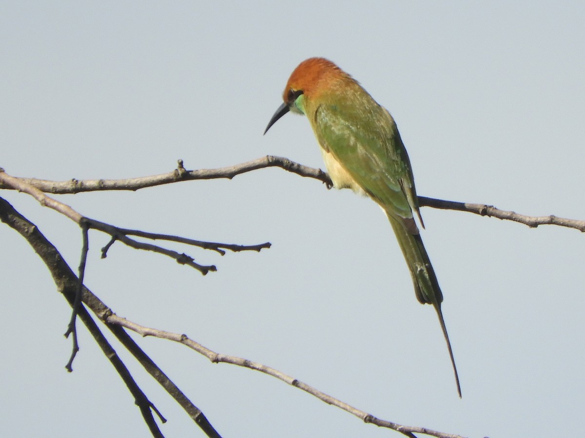 Asian Green Bee-eater - ML611489602