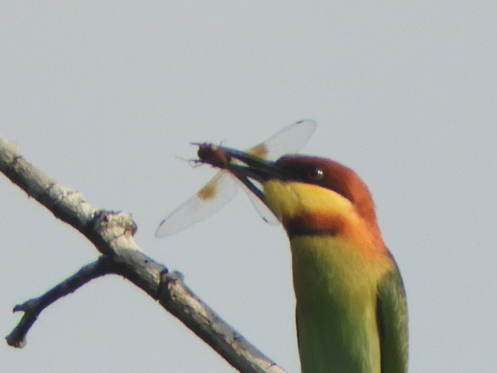 Chestnut-headed Bee-eater - ML611489608