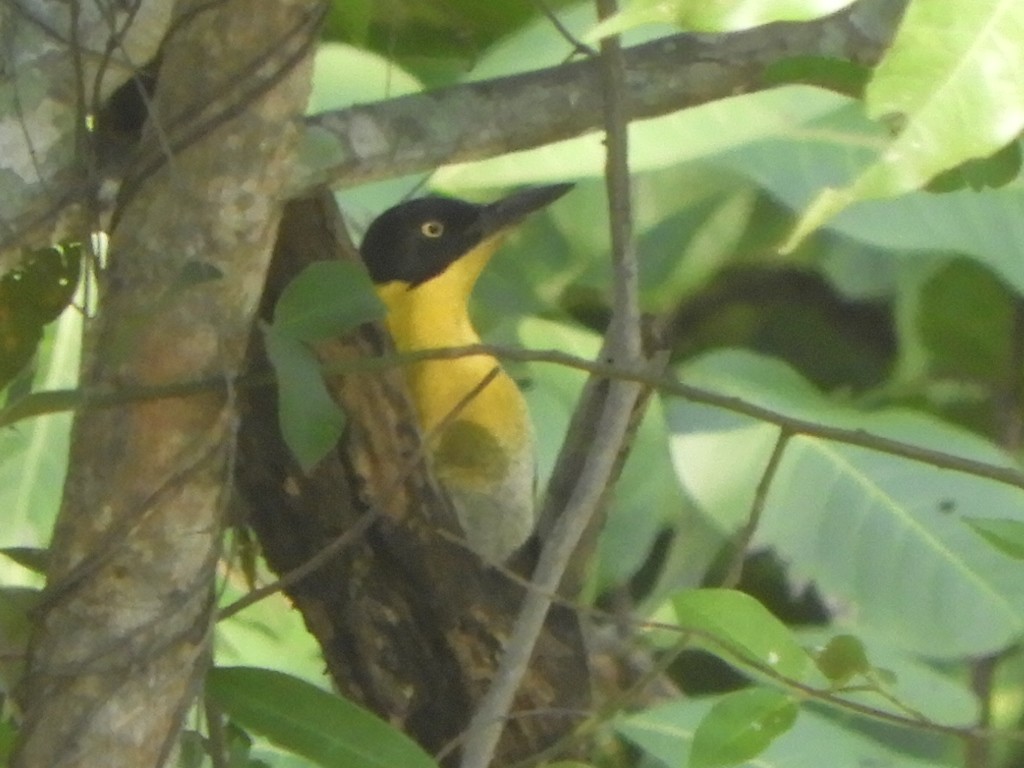 Black-headed Woodpecker - ML611489613