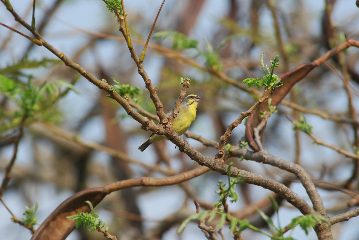 Yellow-fronted Canary - ML611489763
