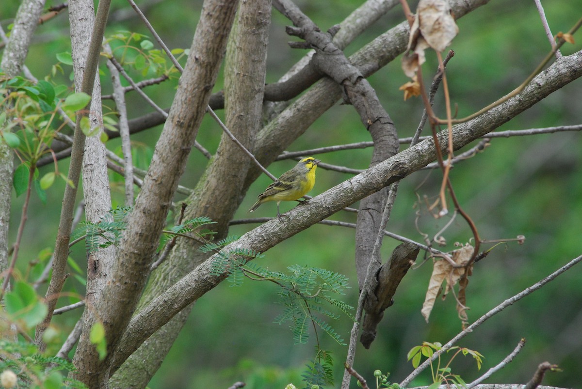 Yellow-fronted Canary - Christoph Randler