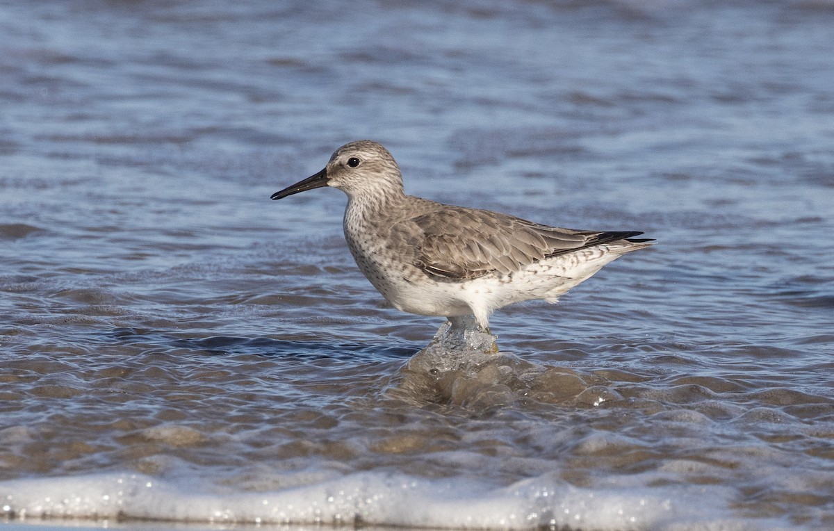 Red Knot - ML611489863