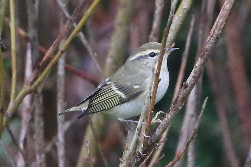 Yellow-browed Warbler - ML611490597