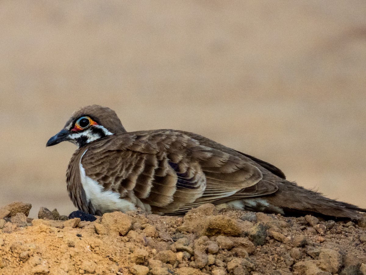 Squatter Pigeon - ML611490778
