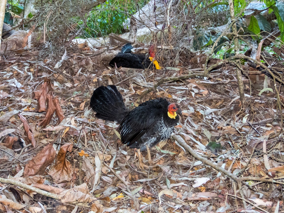 Australian Brushturkey - ML611491022