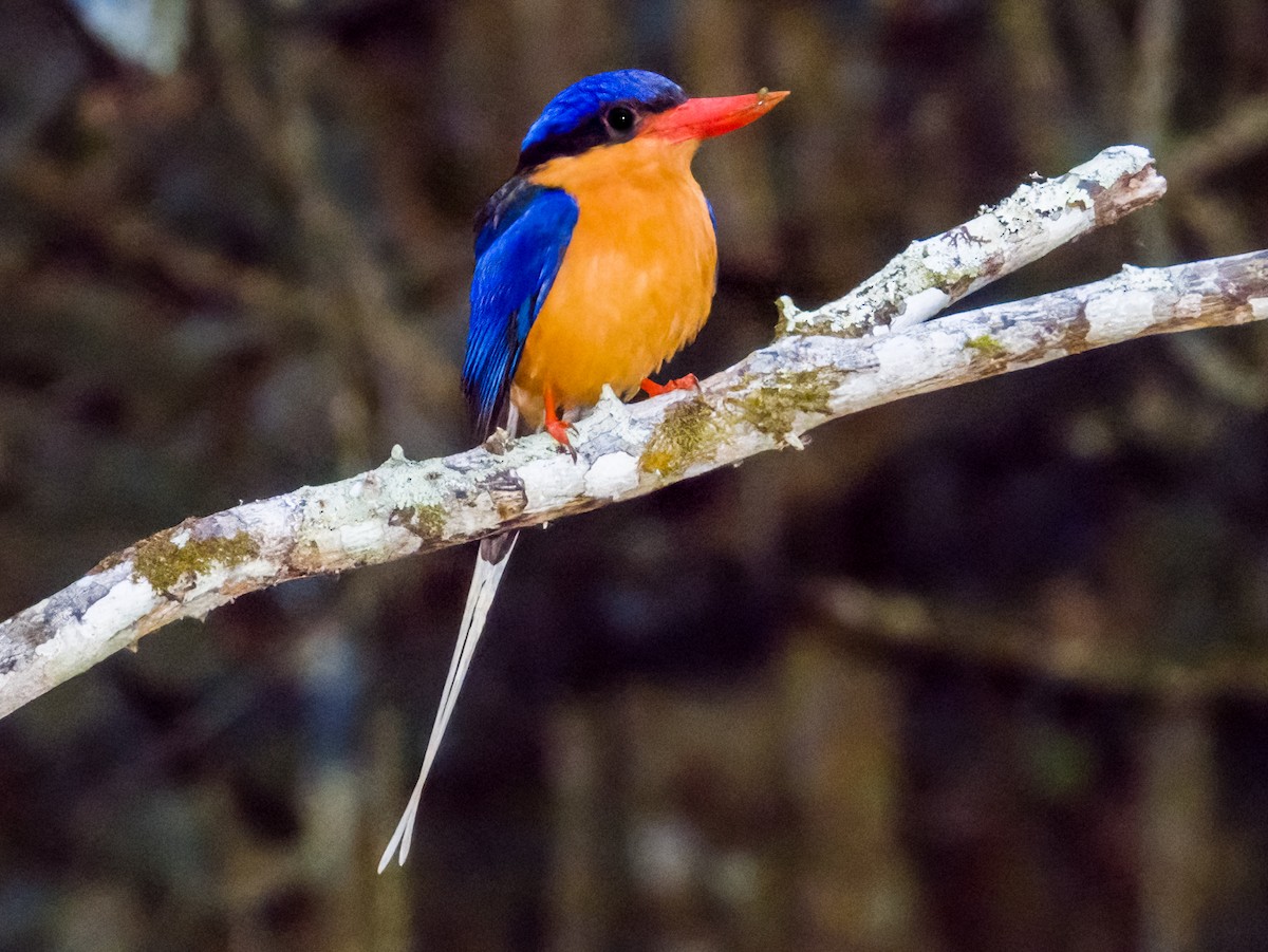 Buff-breasted Paradise-Kingfisher - ML611491090