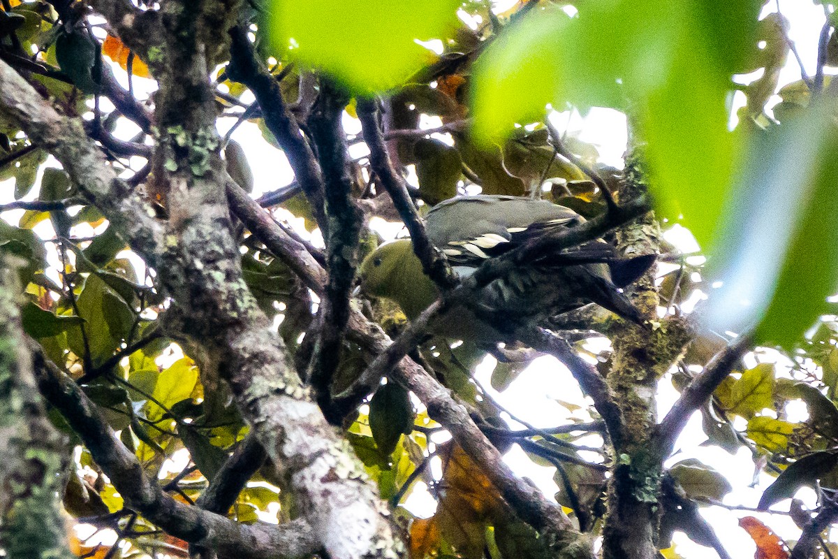 Madagascar Green-Pigeon - ML611491532