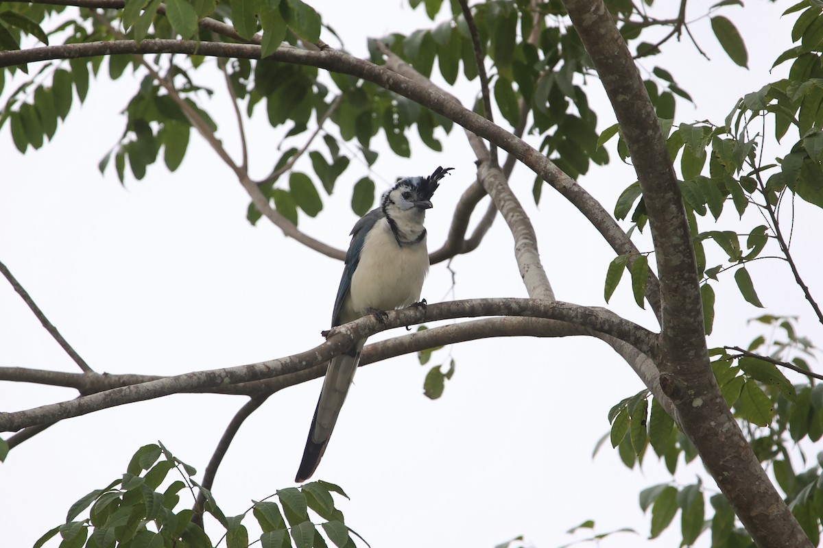 White-throated Magpie-Jay - ML611491576