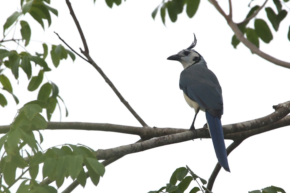 White-throated Magpie-Jay - ML611491585