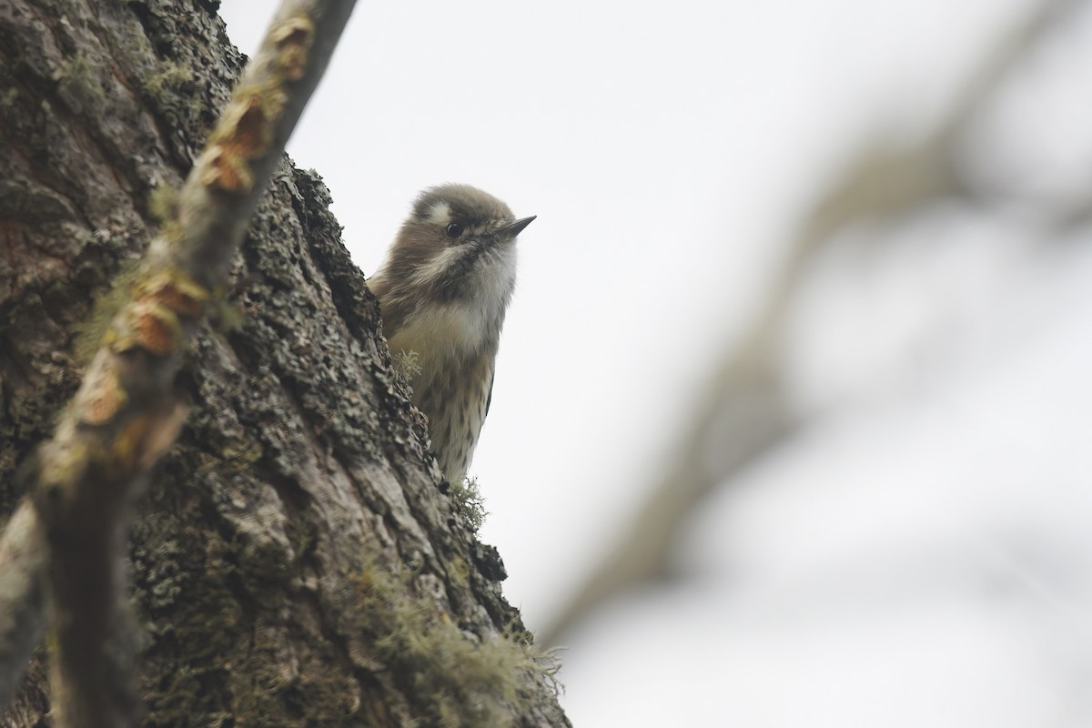 Japanese Pygmy Woodpecker - Nathan  Ruser