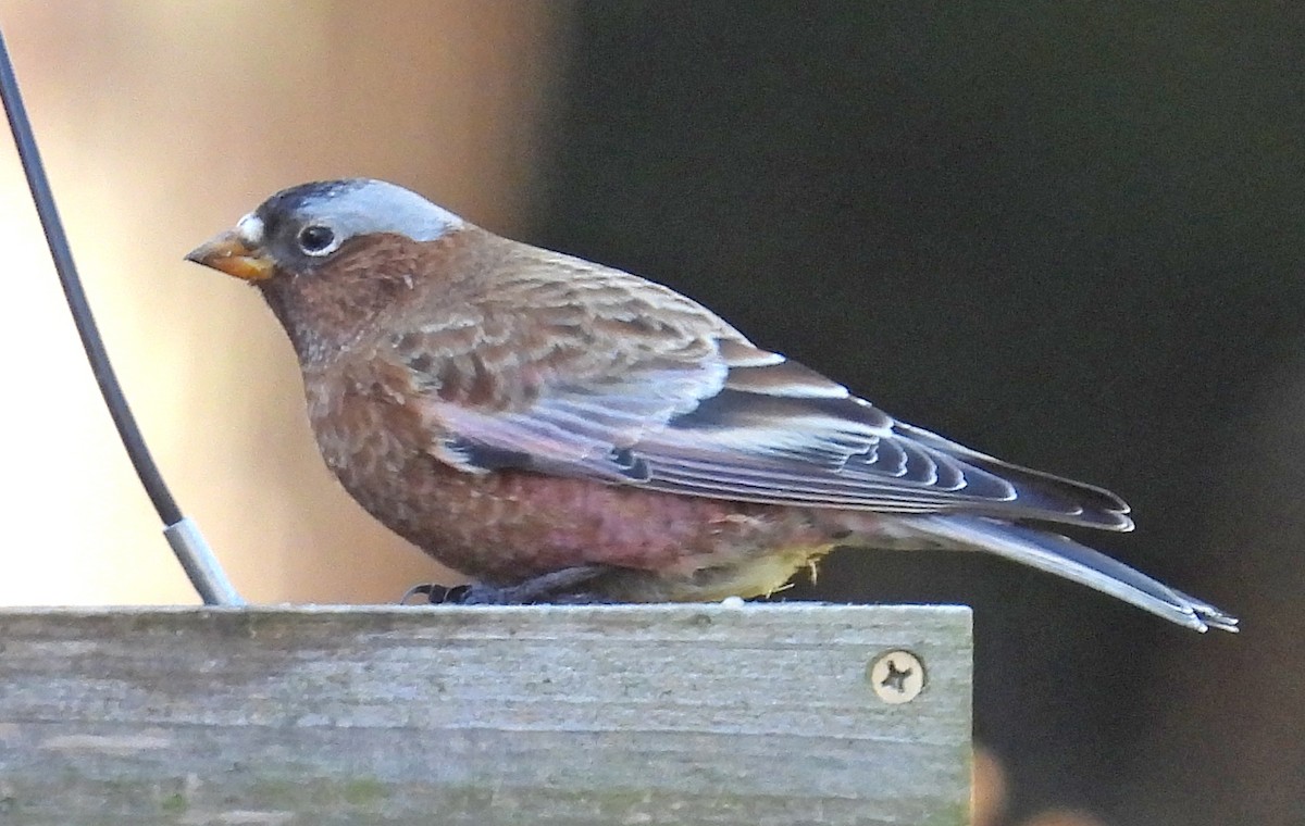 Gray-crowned Rosy-Finch - ML611491961