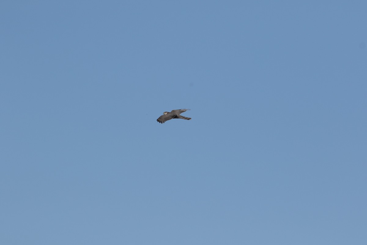 Eurasian Sparrowhawk - ML611491986