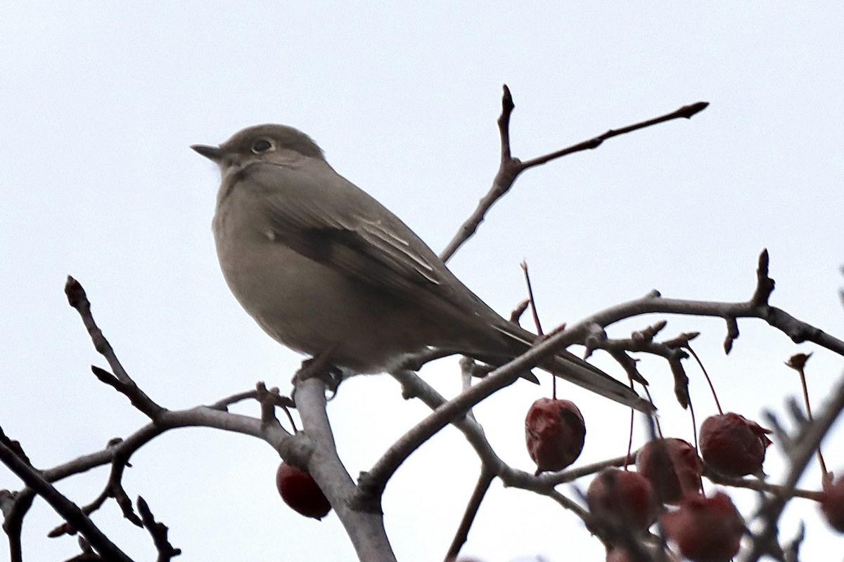 Townsend's Solitaire - ML611492353