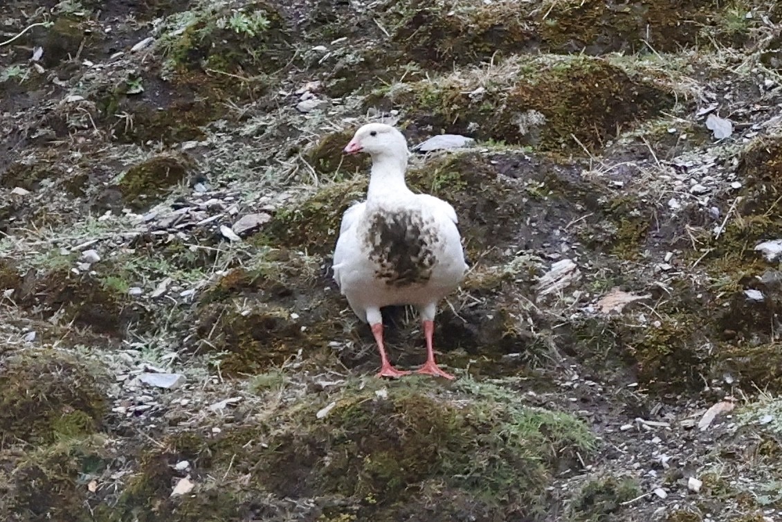 Andean Goose - ML611492368
