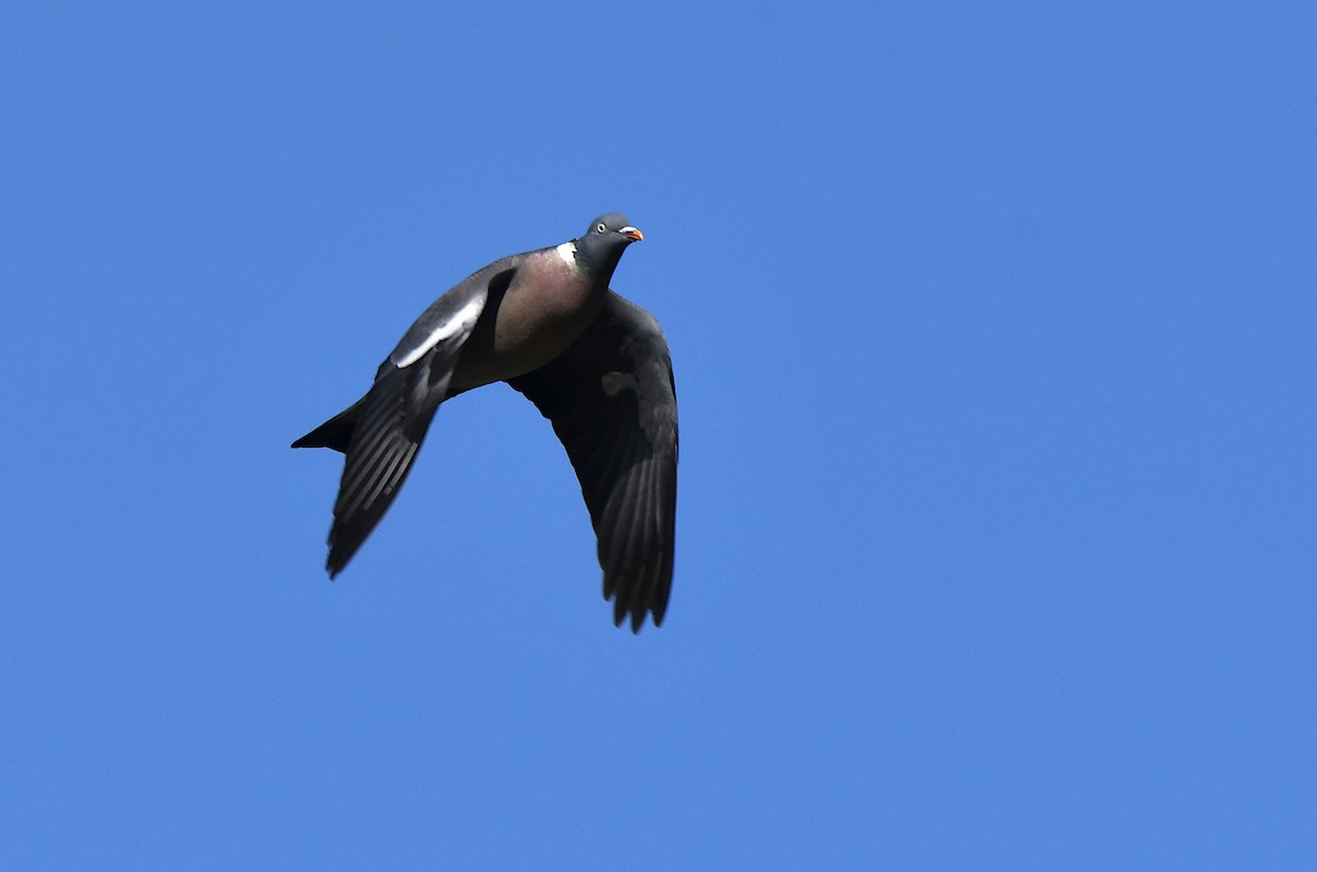 Common Wood-Pigeon - ML611492389