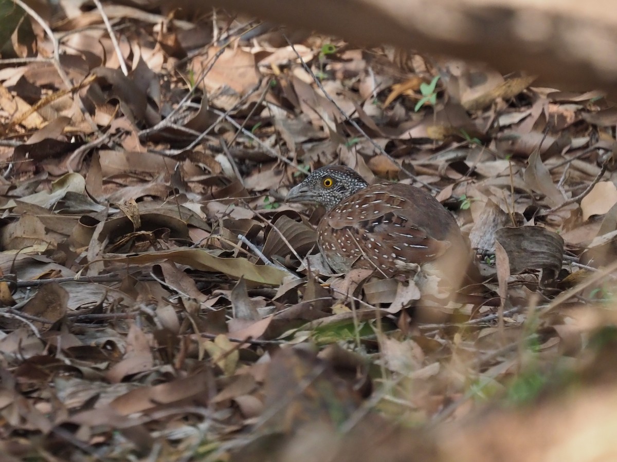 Chestnut-backed Buttonquail - ML611492576
