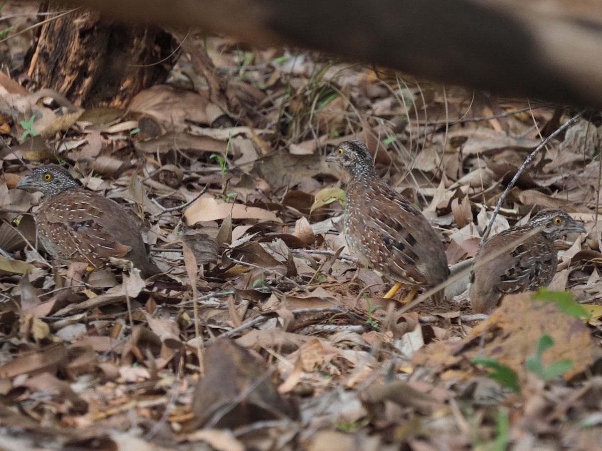 Chestnut-backed Buttonquail - ML611492578