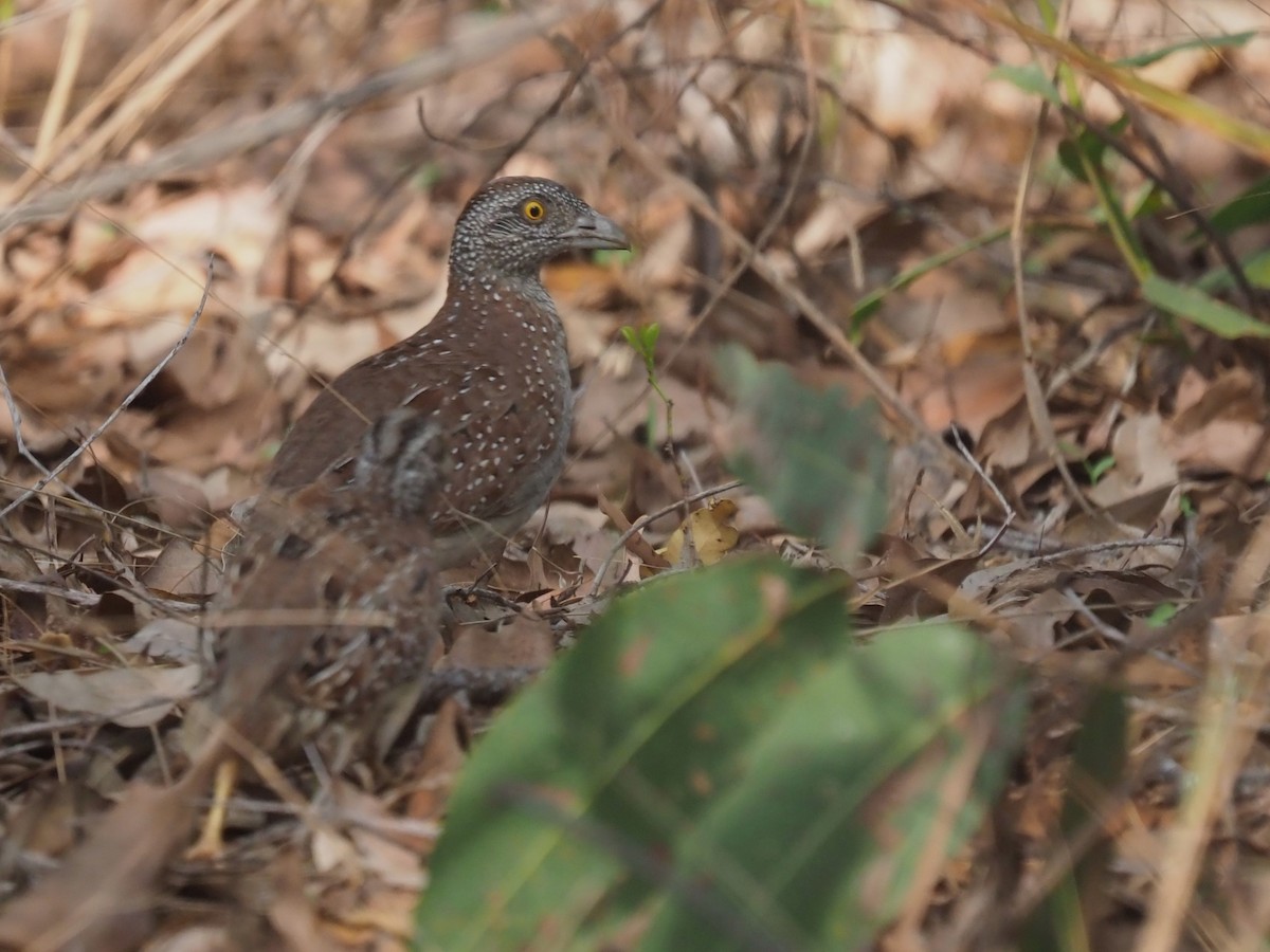 Chestnut-backed Buttonquail - ML611492580