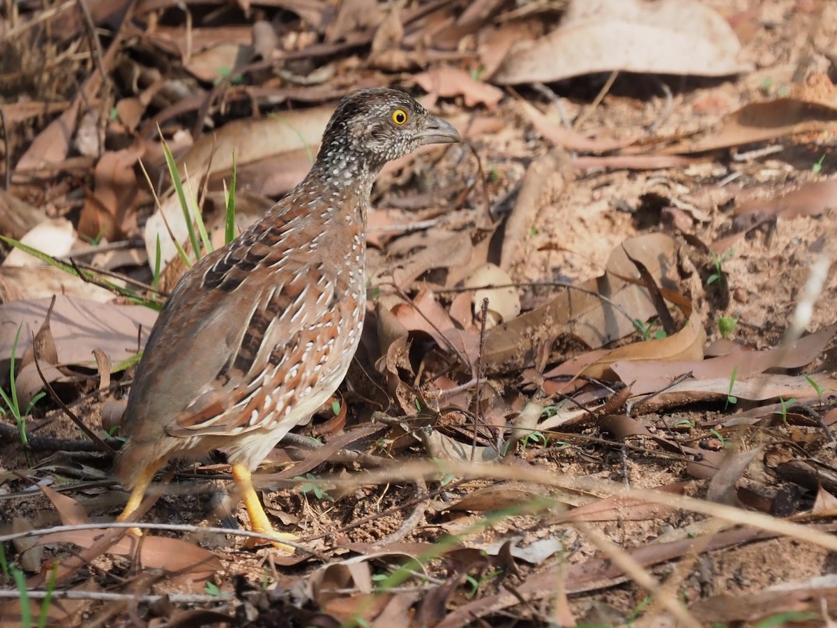 Chestnut-backed Buttonquail - ML611492594
