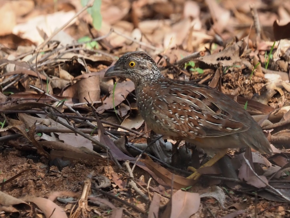 Chestnut-backed Buttonquail - ML611492597