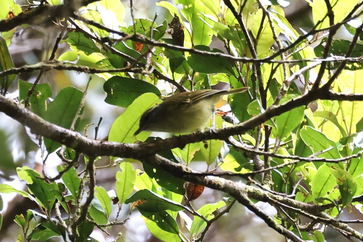 Island Leaf Warbler - ML611492697