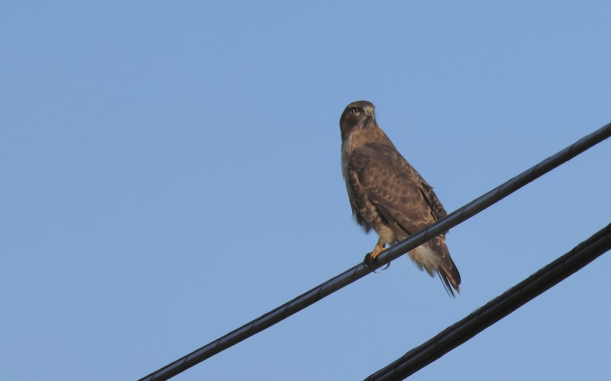 Red-tailed Hawk - ML611492810