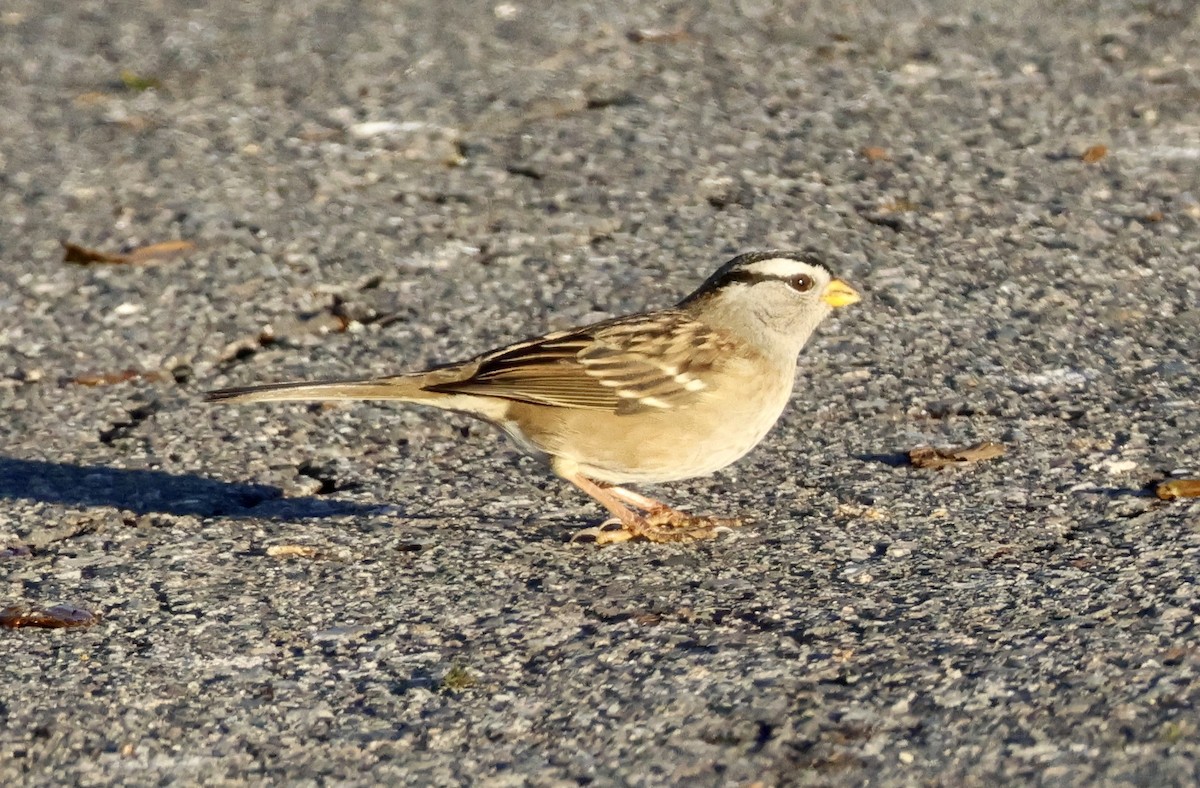 White-crowned Sparrow - ML611492862