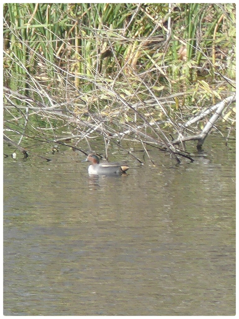 Green-winged Teal - ML611493012