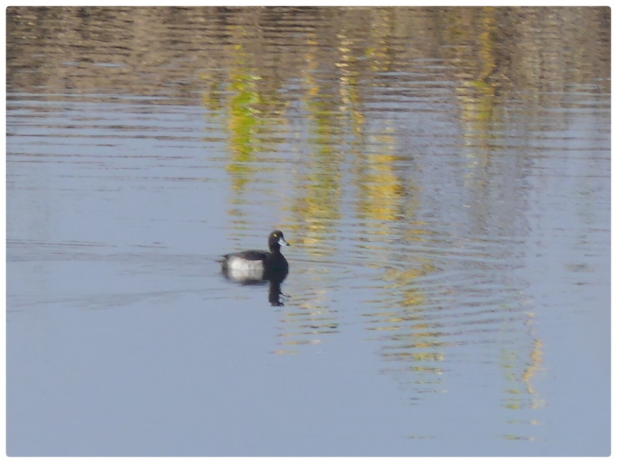 Tufted Duck - ML611493014