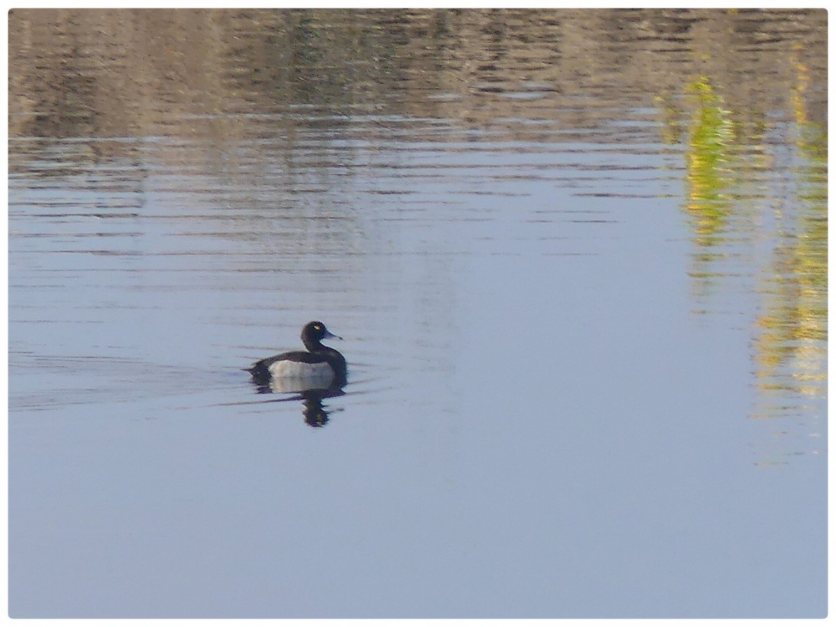 Tufted Duck - ML611493015