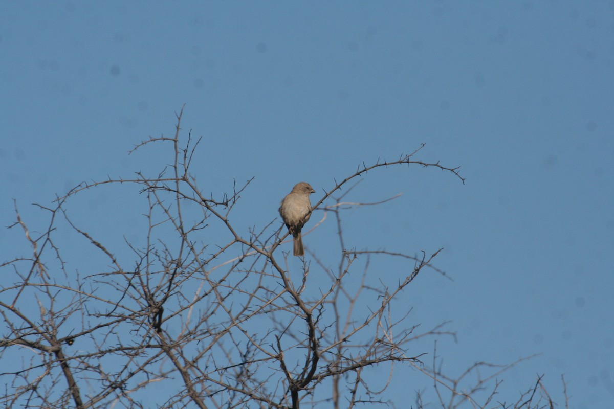 Southern Gray-headed Sparrow - ML611493230