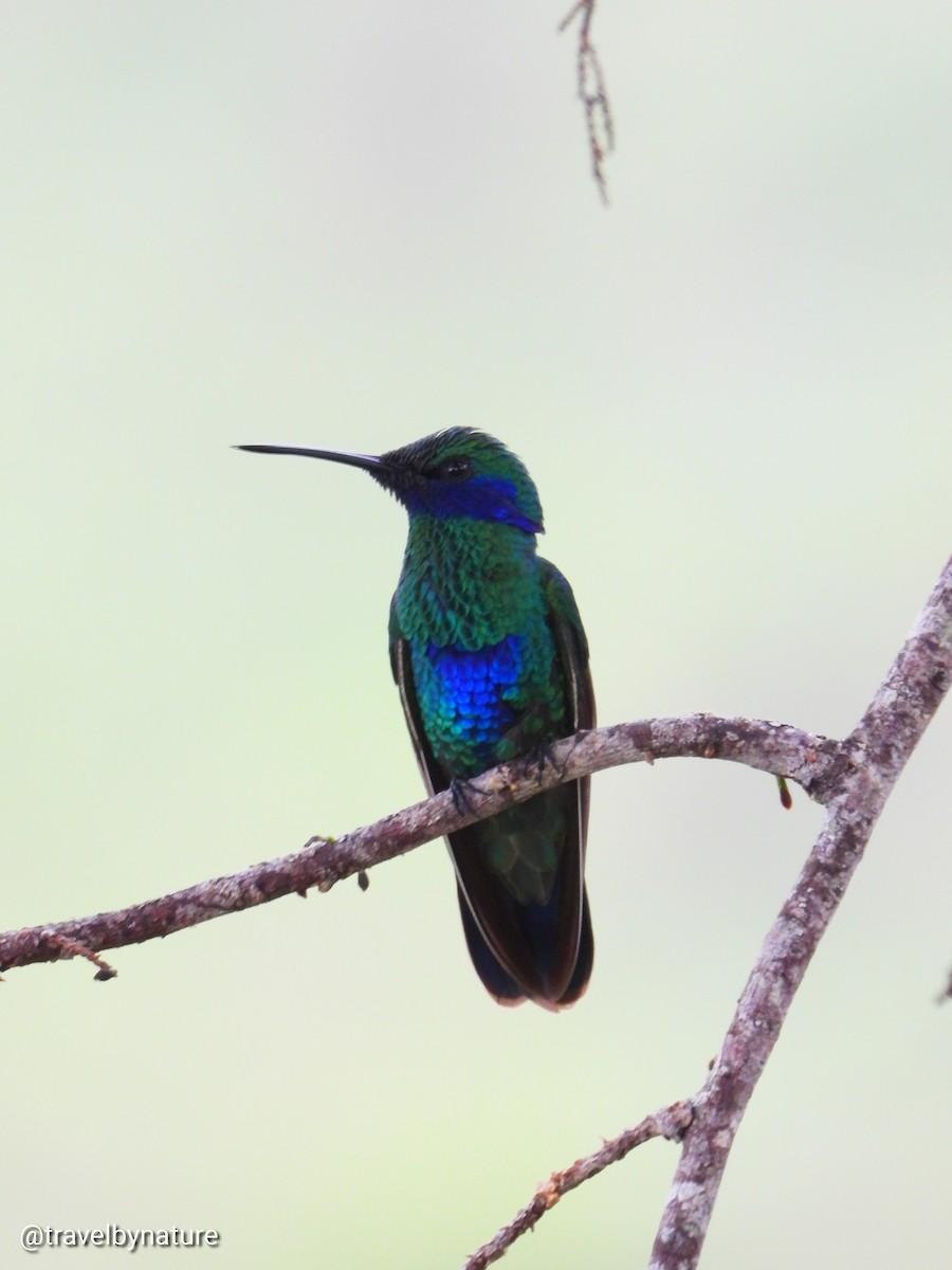 kolibřík modrolící - ML611493456