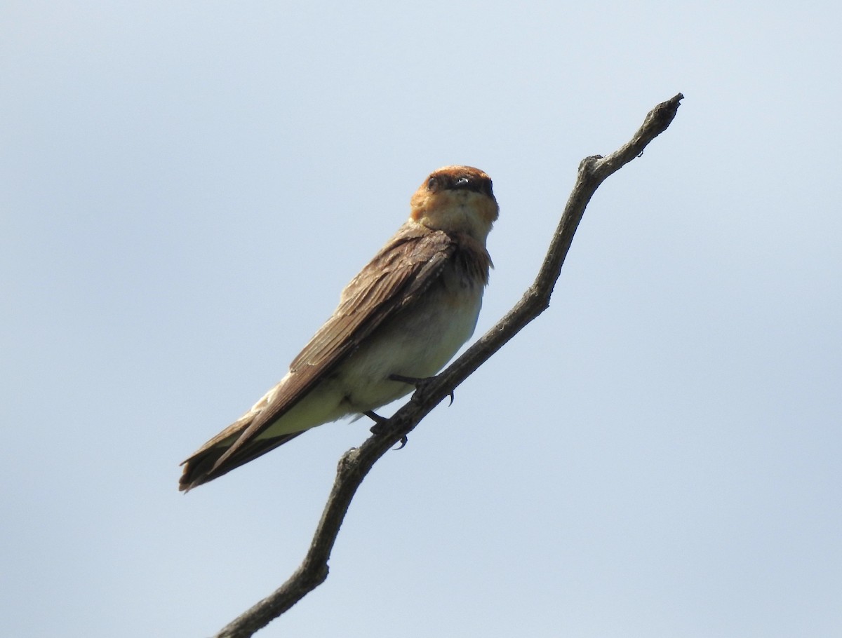 Tawny-headed Swallow - ML611493574
