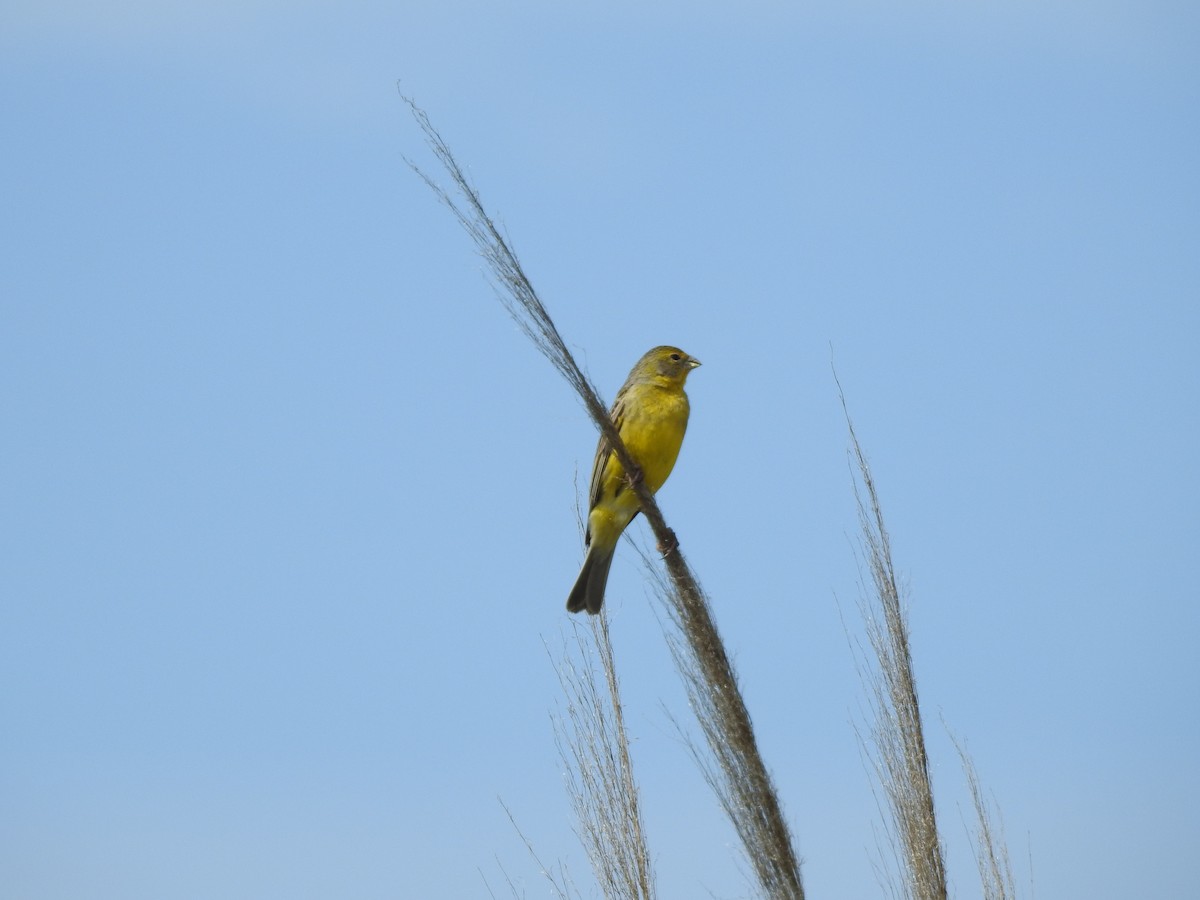 Grassland Yellow-Finch - ML611493710