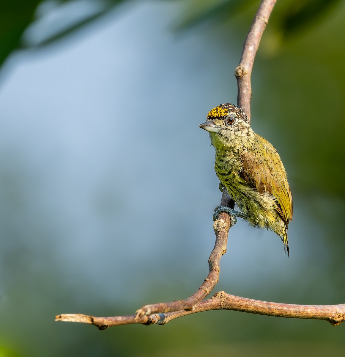 Bar-breasted Piculet - ML611493964