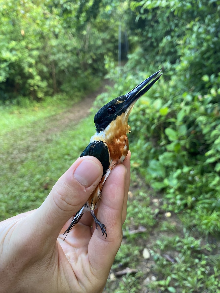 American Pygmy Kingfisher - ML611494119