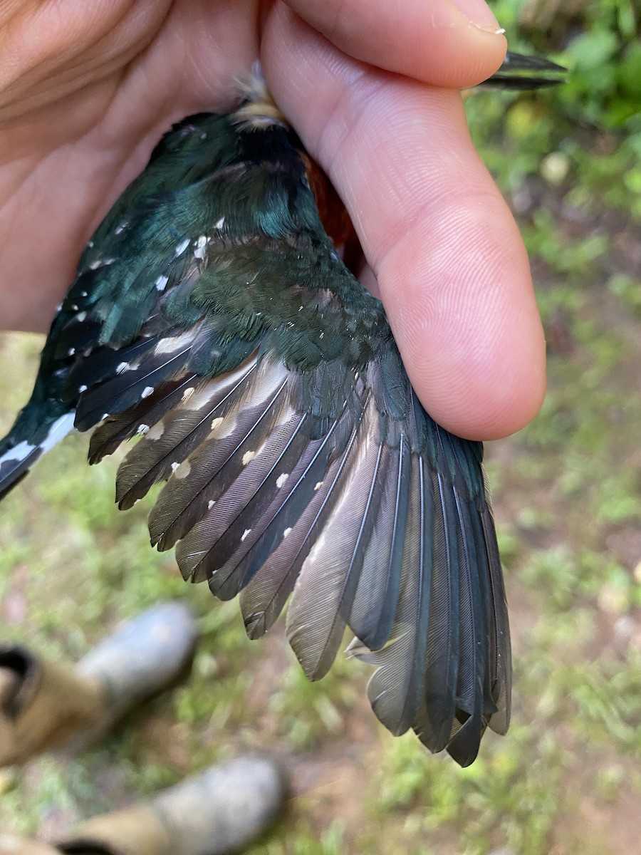 American Pygmy Kingfisher - ML611494121