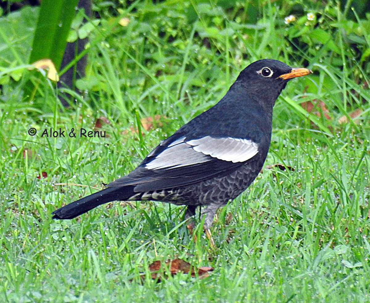 Gray-winged Blackbird - ML611494298