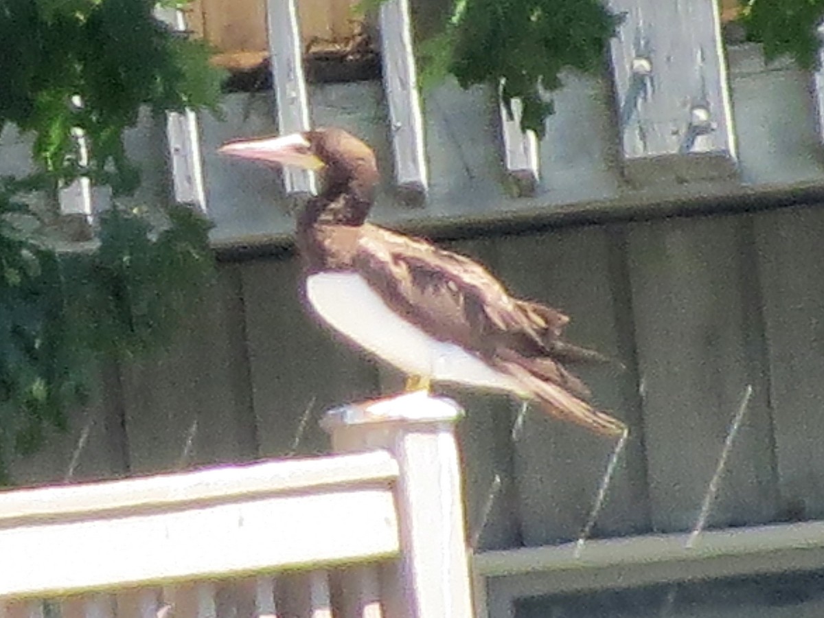 Brown Booby - ML61149431
