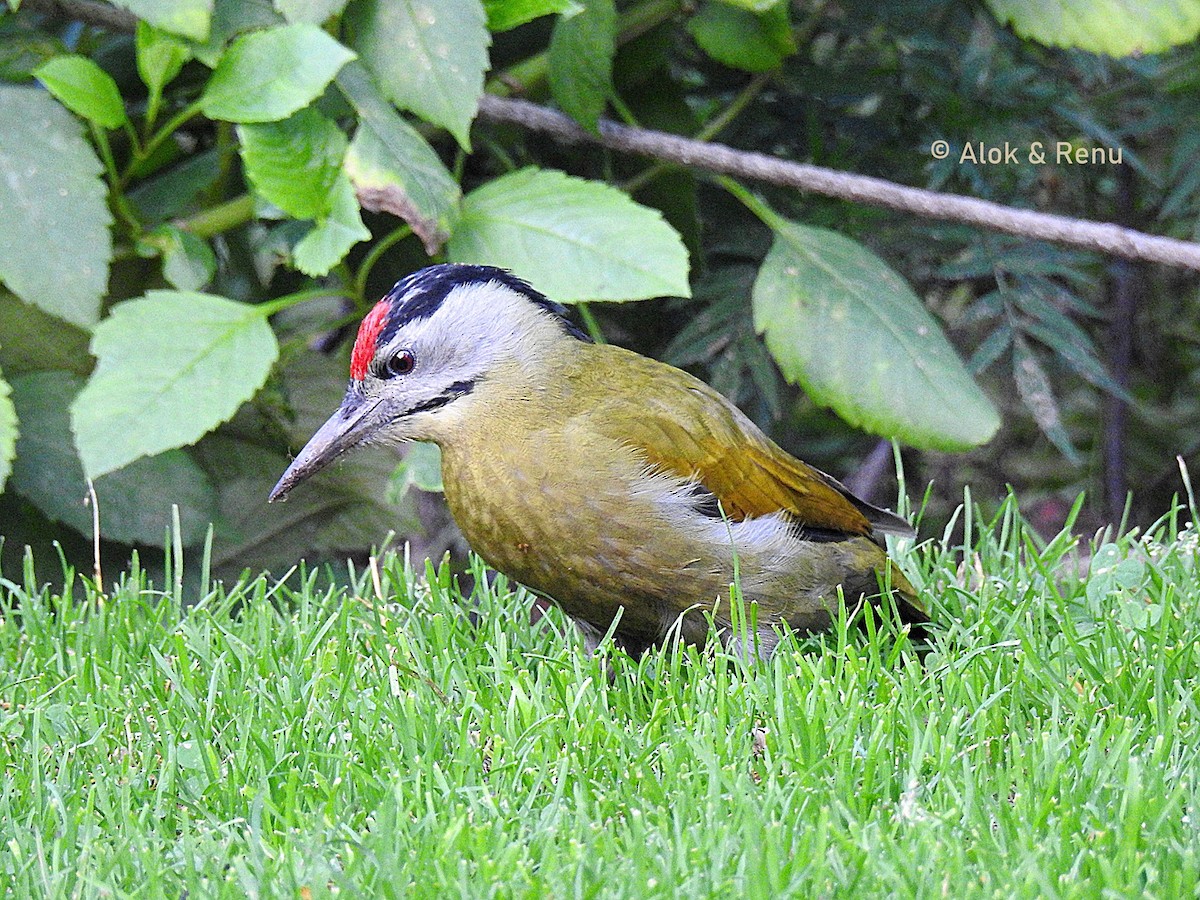 Gray-headed Woodpecker - ML611494463