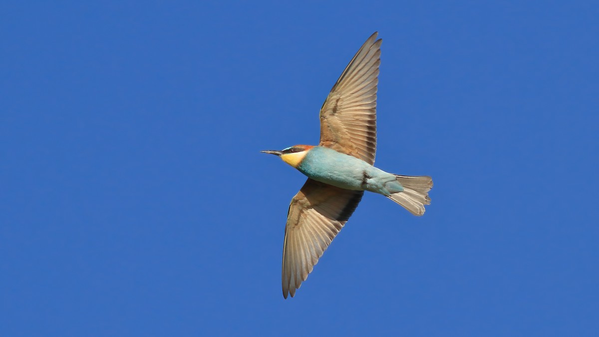 European Bee-eater - ML611494464