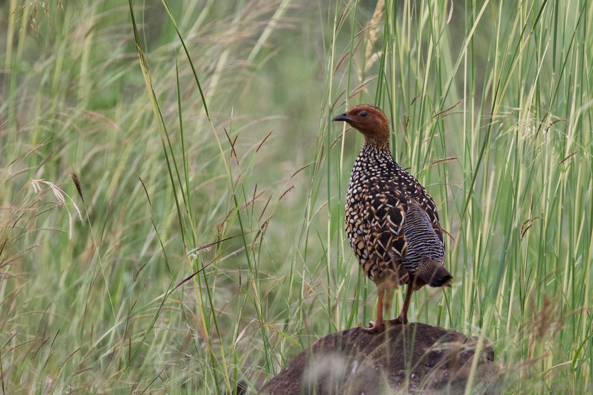 Painted Francolin - ML611494501
