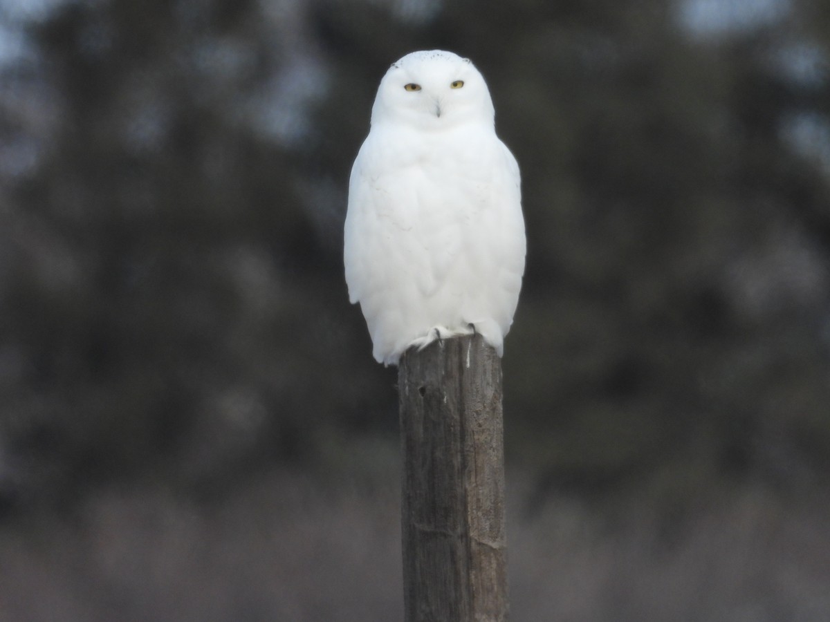 Snowy Owl - ML611494774