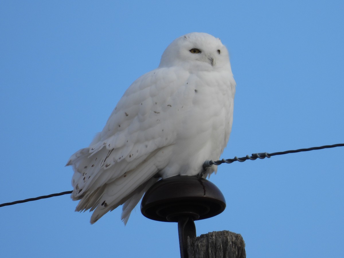 Snowy Owl - ML611494863