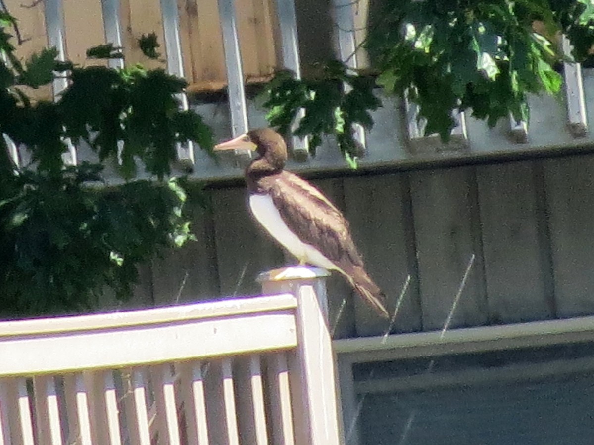 Brown Booby - ML61149491