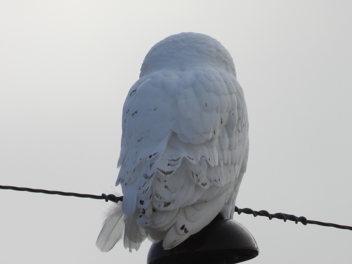 Snowy Owl - ML611494920