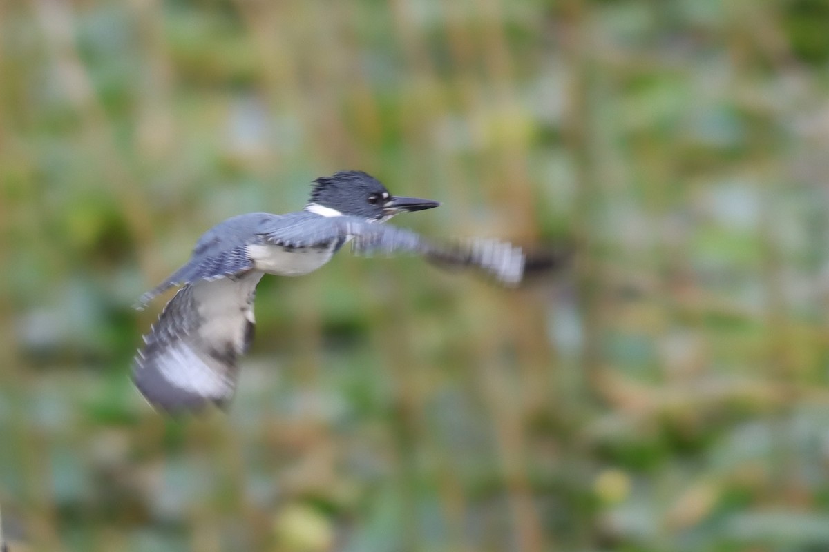Belted Kingfisher - ML611496056